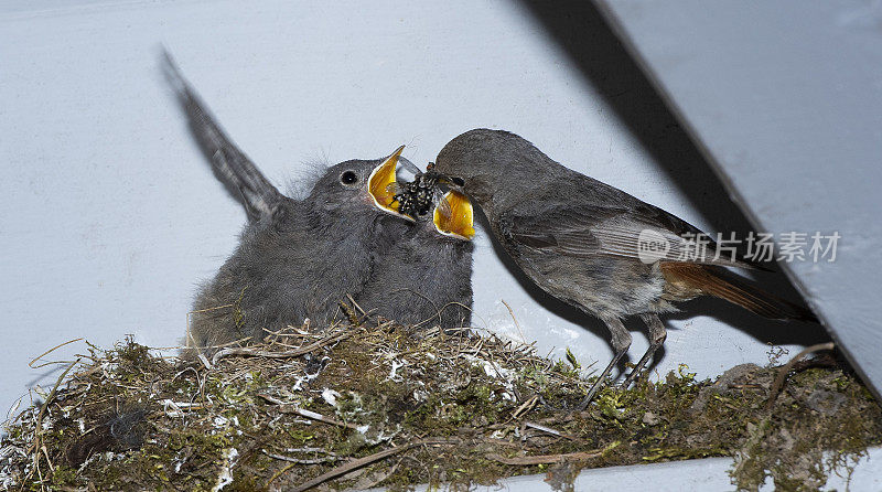 鸟喂养后代。Phoenicurus ochruros